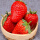 丹东99草莓150粒+土肥+生根粉