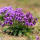 紫花地丁种子250克