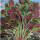 蔬菜种籽 红圆叶苋菜种子20克