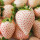 白草莓1包约100粒
