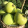 青苹果5年苗（地径1.8厘米粗）