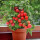 红色盆栽小番茄种子1克