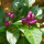 紫簇星观赏椒(1克原装)