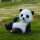 躺姿抱竹小熊猫 7335-2