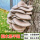 平菇木头种-2袋可种600斤木头