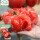 粉冠沙瓤番茄种子 40粒