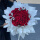 33朵红玫瑰【满满的爱】浪漫至死不渝