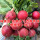 红圆樱桃种子10克4袋优惠价