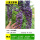 八重龙紫藤【当年成景】粗1.5cm
