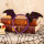 万圣节-紫色圆点蝙蝠头箍