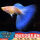 蓝白孔雀鱼孕母5条