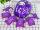 紫色头盔蝴蝶护具7件套
