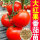大红硬果番茄种子100粒