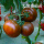 大黑番茄苗 24棵