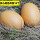 褐色鸡蛋10个(实心木质)