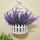 紫罗兰 薰衣草+房子