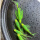 绿翡翠蝶翼斑马鱼4-5cm 5条