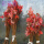 日本红枫苗50厘米高度