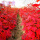 美国红枫苗50厘米高度