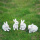 小兔子四兄弟
