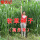高丹草种子一斤