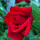 红玫瑰30粒