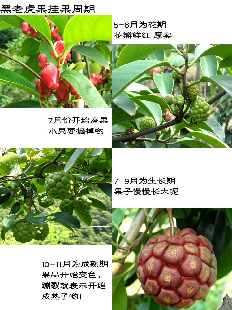 帆儿庄园 没吃过的水果 新鲜布福娜果水果新鲜黑老虎天然大血藤果新鲜