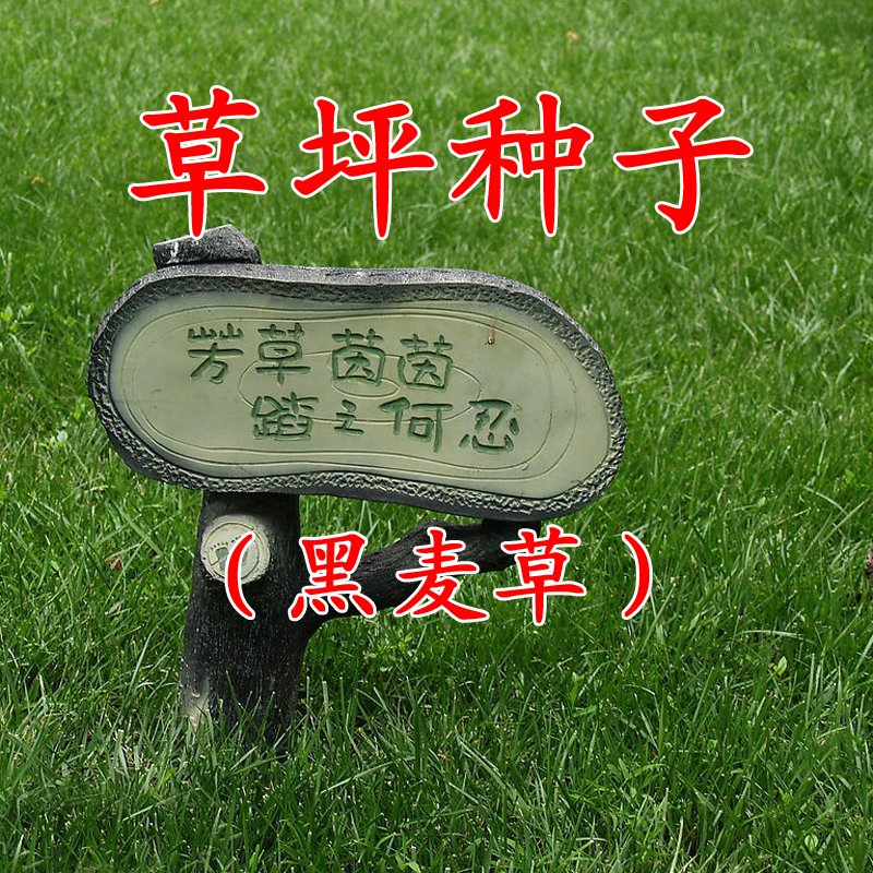 唯友草坪种子四季青绿化草皮草种子庭院护坡草籽不修剪耐践踏护坡王