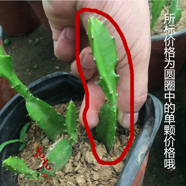 令箭荷花 盆栽花卉室內綠植 仙人掌多肉植物 葉片扦插苗 帶根發貨 白