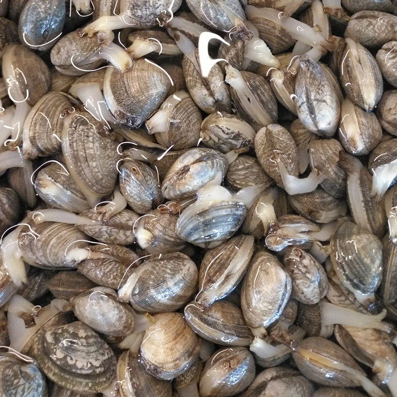 蛤蜊鲜活 花蛤蜊 红岛海鲜花甲 鲜活贝壳类 海鲜水产 礼盒定制款 5kg1