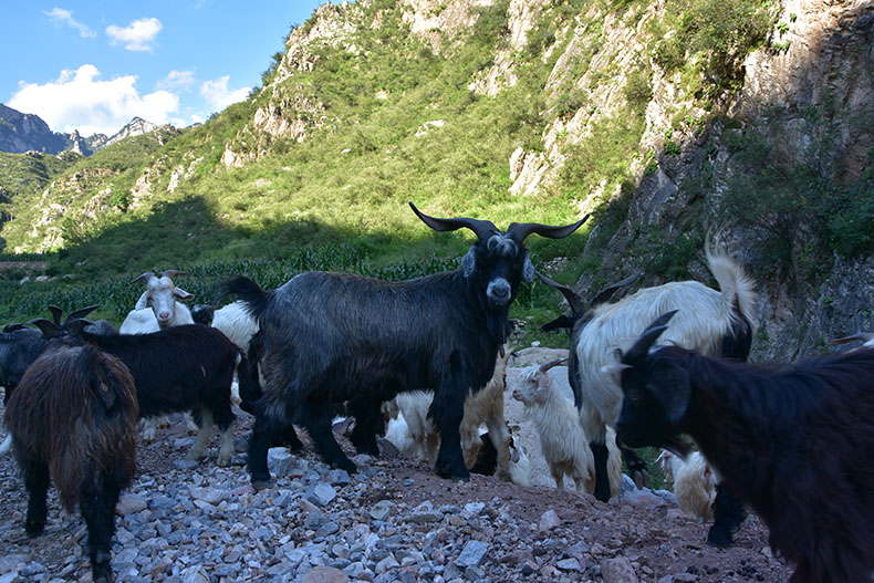 农家姑娘山羊肉农家放养山羯羊羊腿羊排羊蝎子羊蝎子3斤