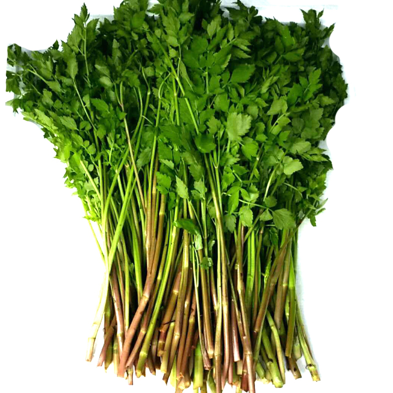 恬女神野芹菜 1.