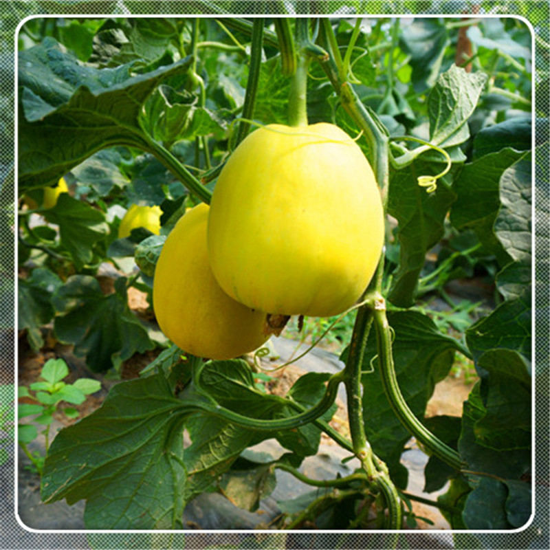 鲜万家 顺丰现货新鲜当季水果伊丽莎白甜瓜黄金瓜2颗6-7斤