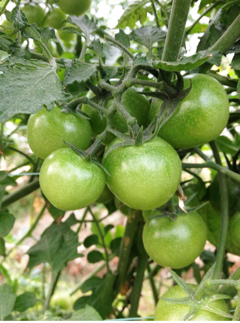 寿禾 绿色小番茄种子贼不偷绿盈绿宝石春季樱桃西红柿