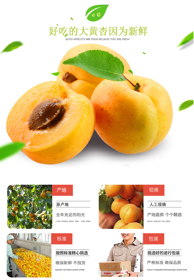 【西峡馆】金太阳大黄杏 黄杏 现摘现发 新鲜水果 3斤装