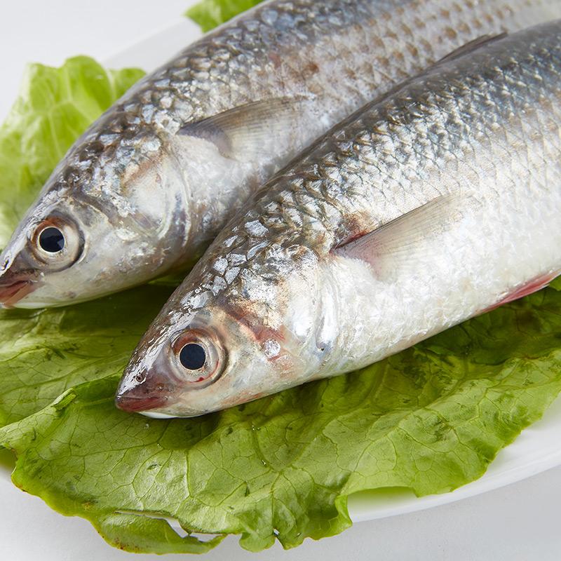 福建新鲜鲻鱼15kg海鲜水产送礼佳品顺丰航空