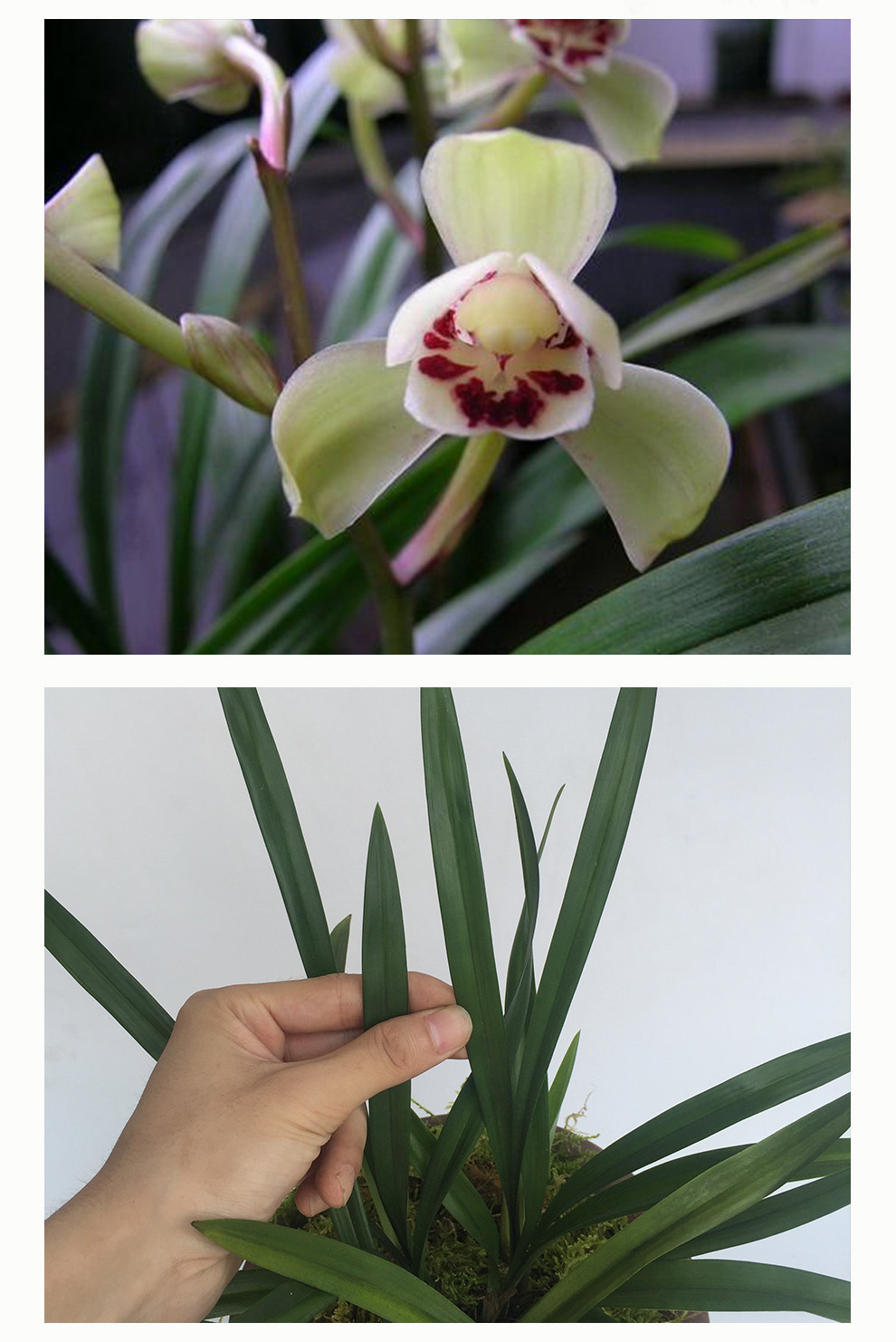 刘阁兰花建兰标准荷瓣花型荷王夏带浓香花苞出售室内花卉兰花苗兰草