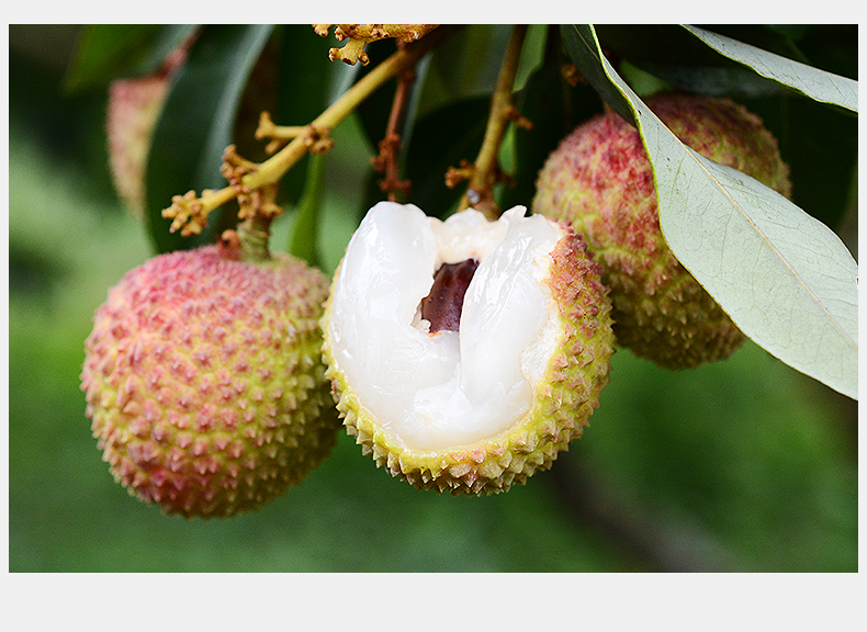巧妇9妹 广西灵山荔枝 新鲜水果妃子笑 3kg_ 6折现价118元