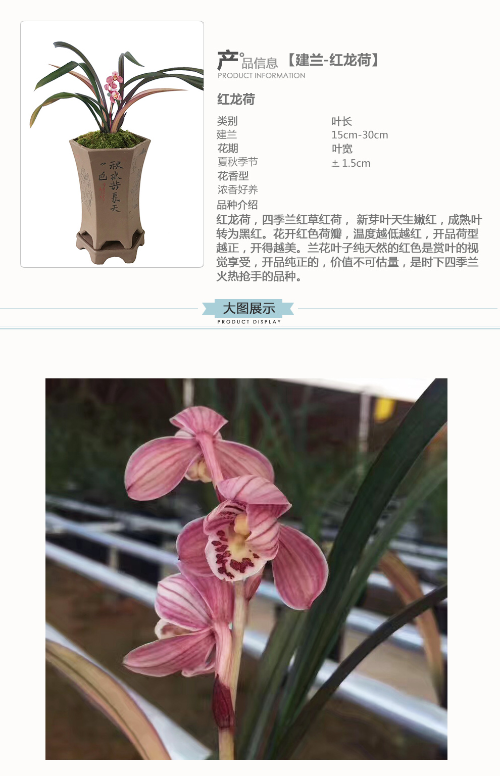 建蘭四季蘭花名貴品種大集合 內含多種收藏銘品 夏帶花苞出售花卉綠植