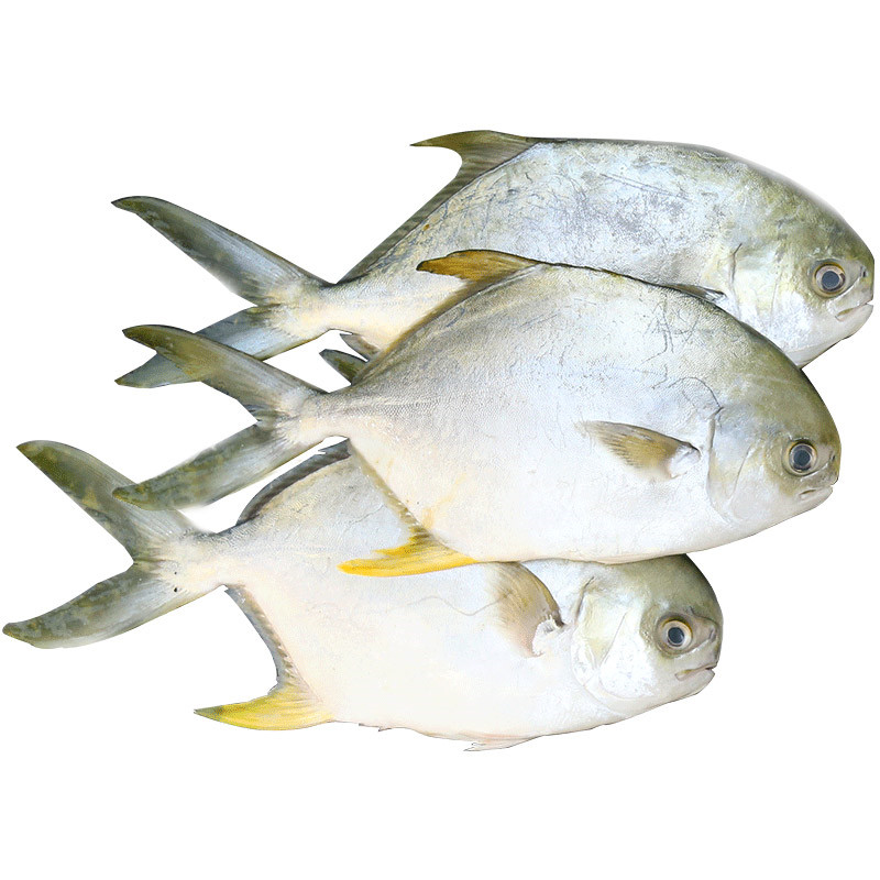 金鲳鱼 新鲜金鲳鱼 深海海捕金鲳鱼平鱼 海鲜水产鲜活海鱼 冰鲜金鲳鱼