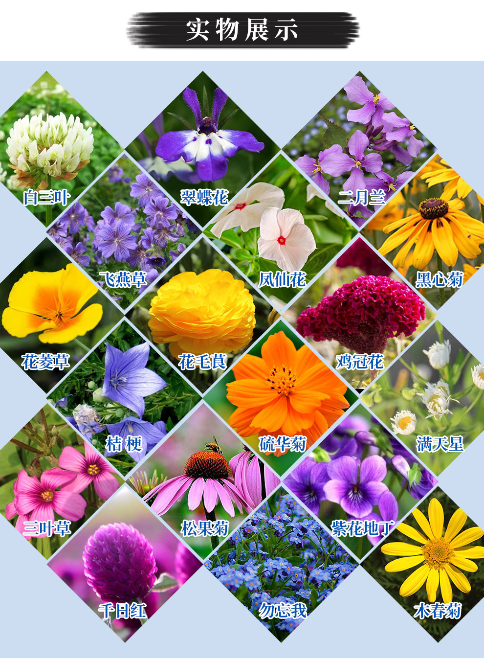 四季开花 花种子四季花种子 高杆格桑花菊花种子阳台花海种子百日草牵