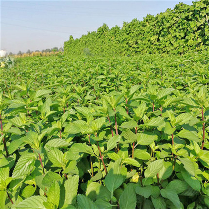 薄荷叶 新鲜 留兰香 薄荷 莫吉托调酒食用 时令新鲜蔬菜 找到发货的在