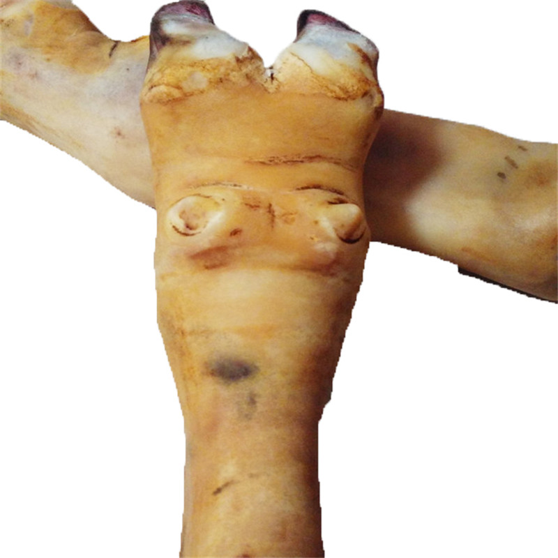 牛蹄子 生鲜牛蹄子 去毛切割分段牛脚牛蹄子 新鲜牛脚炖汤食材 2斤