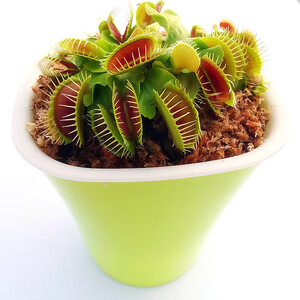 八目尚赏捕蝇草盆栽美人齿335cm