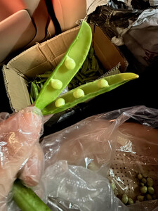 豌豆荚 - 豌豆荚 小说